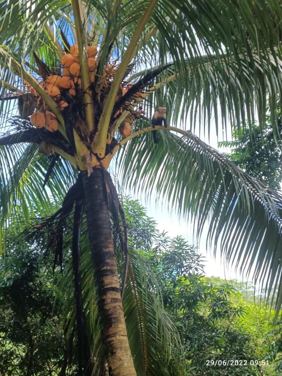 Rio Tico Safari Lodge Punta Mala Luaran gambar